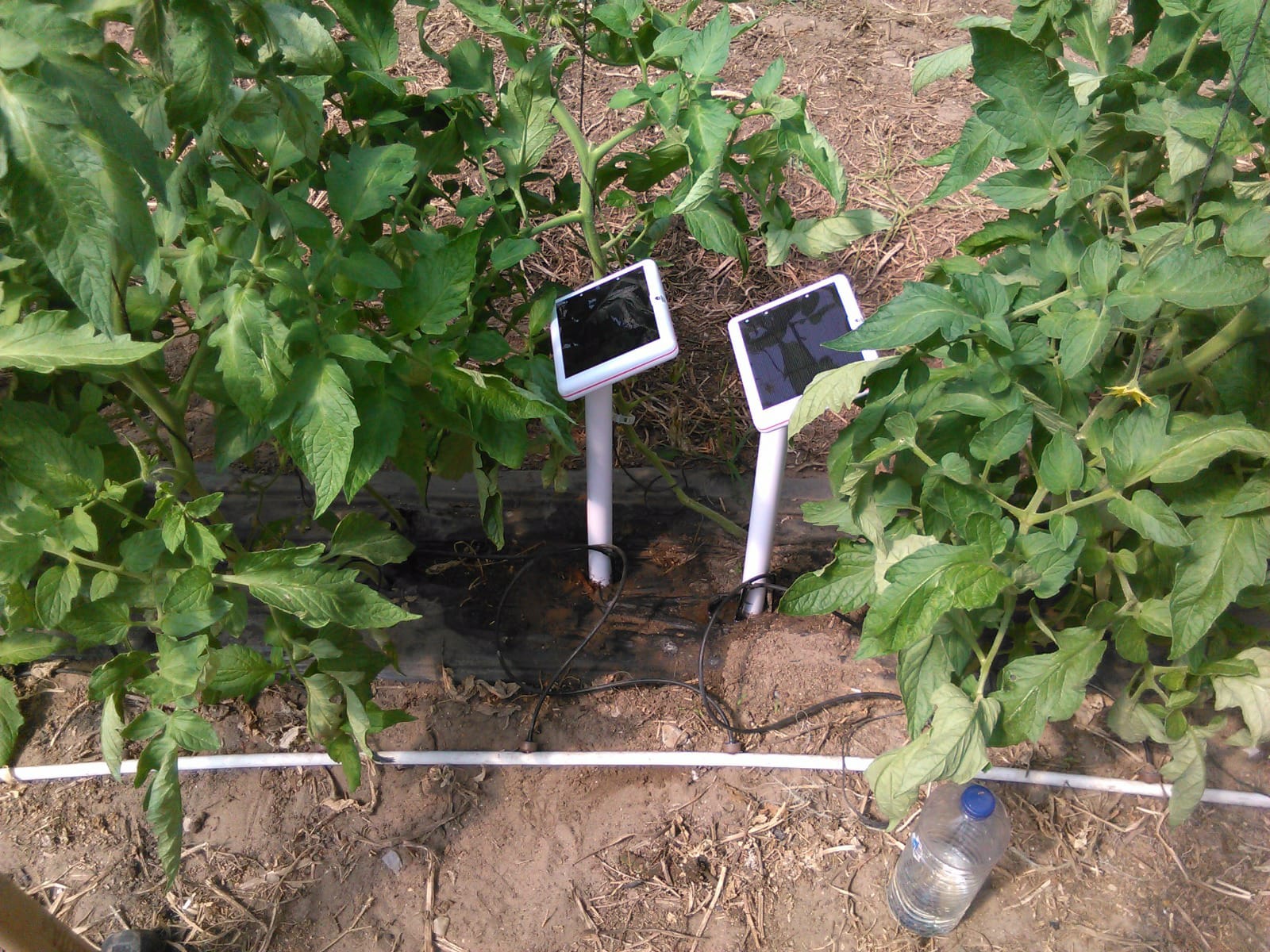 Terra sensing units installed beside plants